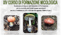 RACCOGLITORI DI FUNGHI EPIGEI SPONTANEI